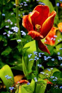 Close-up of red flowering plant in park