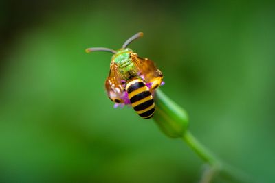 Close-up of sweat bee on flower