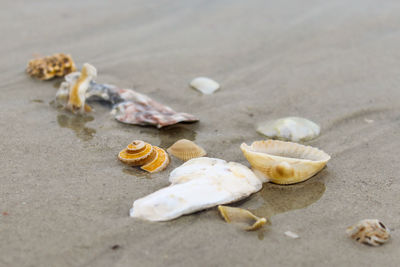 High angle view of shells on beach