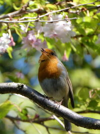 Close-up of bird perching on branch
