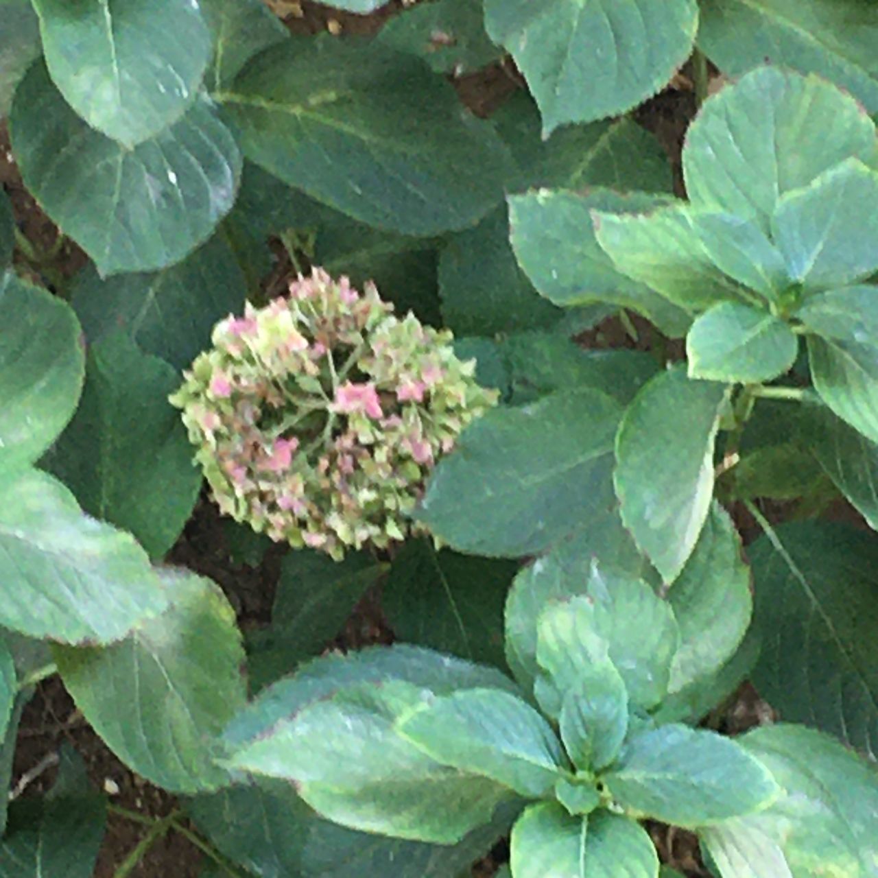 HIGH ANGLE VIEW OF FLOWERING PLANTS ON PLANT