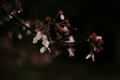 Close-up of pink flowers