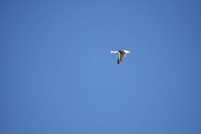 Low angle view of bird flying against clear blue sky