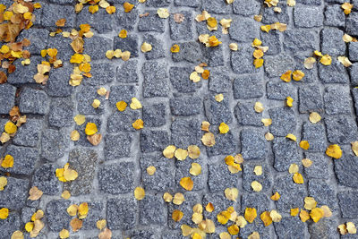 Full frame shot of yellow petals on footpath