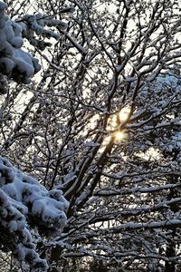 Bare trees on snow covered landscape