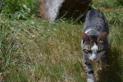 Close-up portrait of cat