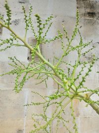 Close-up of ivy growing on plant