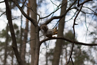 Low angle view of bird perching on branch