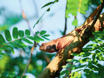 Close-up of a lizard on tree