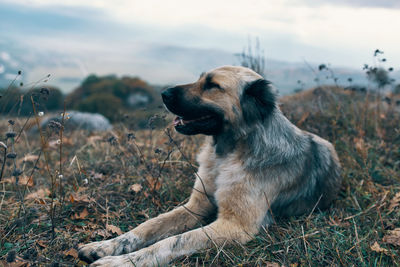 Dog looking away on field