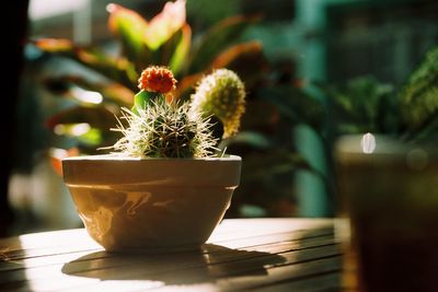 Close-up of potted cactus plant on table