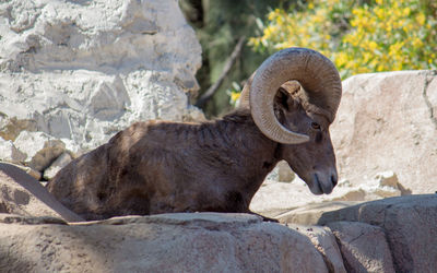 View of a horse on rock