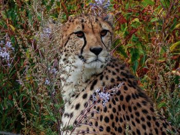 Close-up of a cat looking away