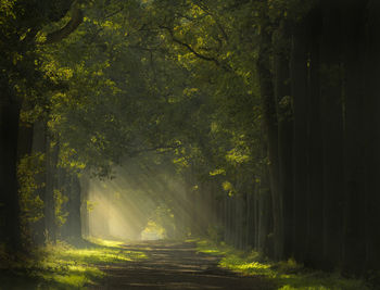 Beautiful rays of light in a forest in the netherlands. 