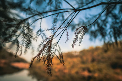 Close-up of plant against sky