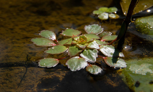 Close-up of lotus water lily in pond