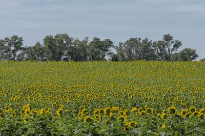 Scenic view of sunflower field against sky