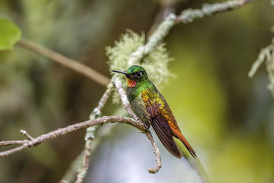 Close-up of bird perching on plant