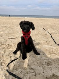 Dog on beach