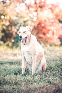 Dog sitting on field