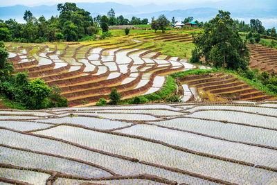 Scenic view of agricultural field