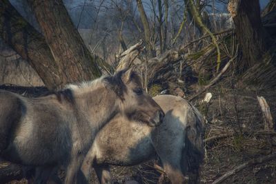 Horses on field