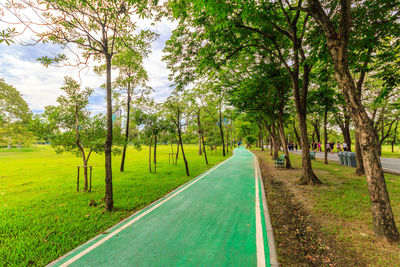 Road amidst trees in park