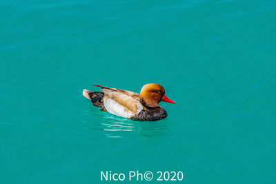 High angle view of duck swimming in sea