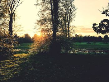 Trees against sky during sunset