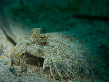 Close-up of frog on rock