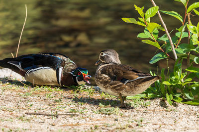 Close-up of duck on field