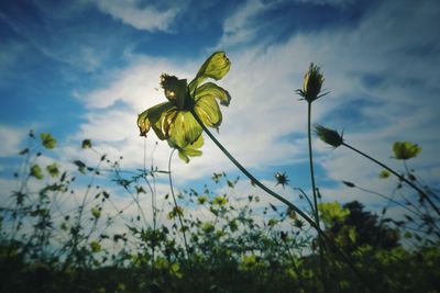 Close-up of yellow flowers blooming against sky