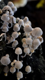 Close-up of mushrooms growing on field