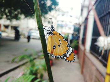 Close-up of butterfly on leaf