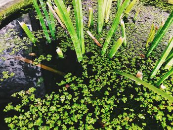 High angle view of flowering plants on land