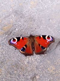 Close-up of ladybug