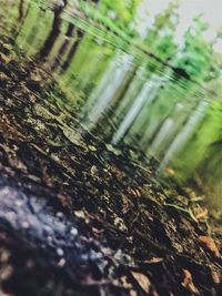 Close-up of water on tree