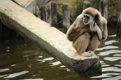 Monkey sitting on a lake