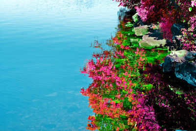 High angle view of pink flowering plant by sea