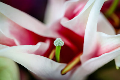 Close-up of pink rose flower