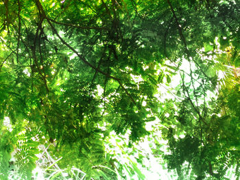 Low angle view of trees in forest