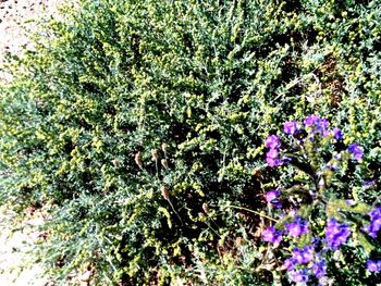 Purple flowers growing in park