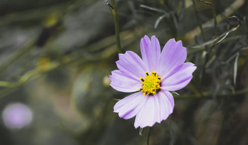 Close-up of purple flower
