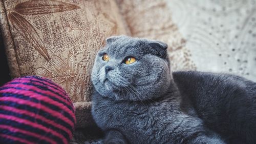 Close-up of cat relaxing on floor