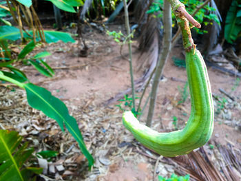 Close-up of plant