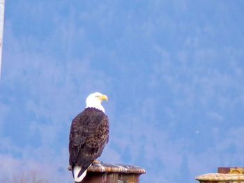 Low angle view of eagle perching on the sky