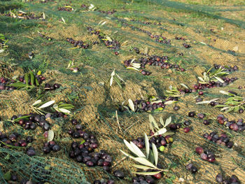High angle view of fruits growing on field