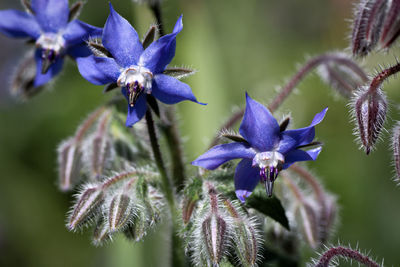 Close-up of purple flowering plant