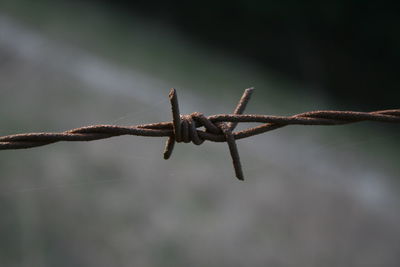 Close-up of barbed wire