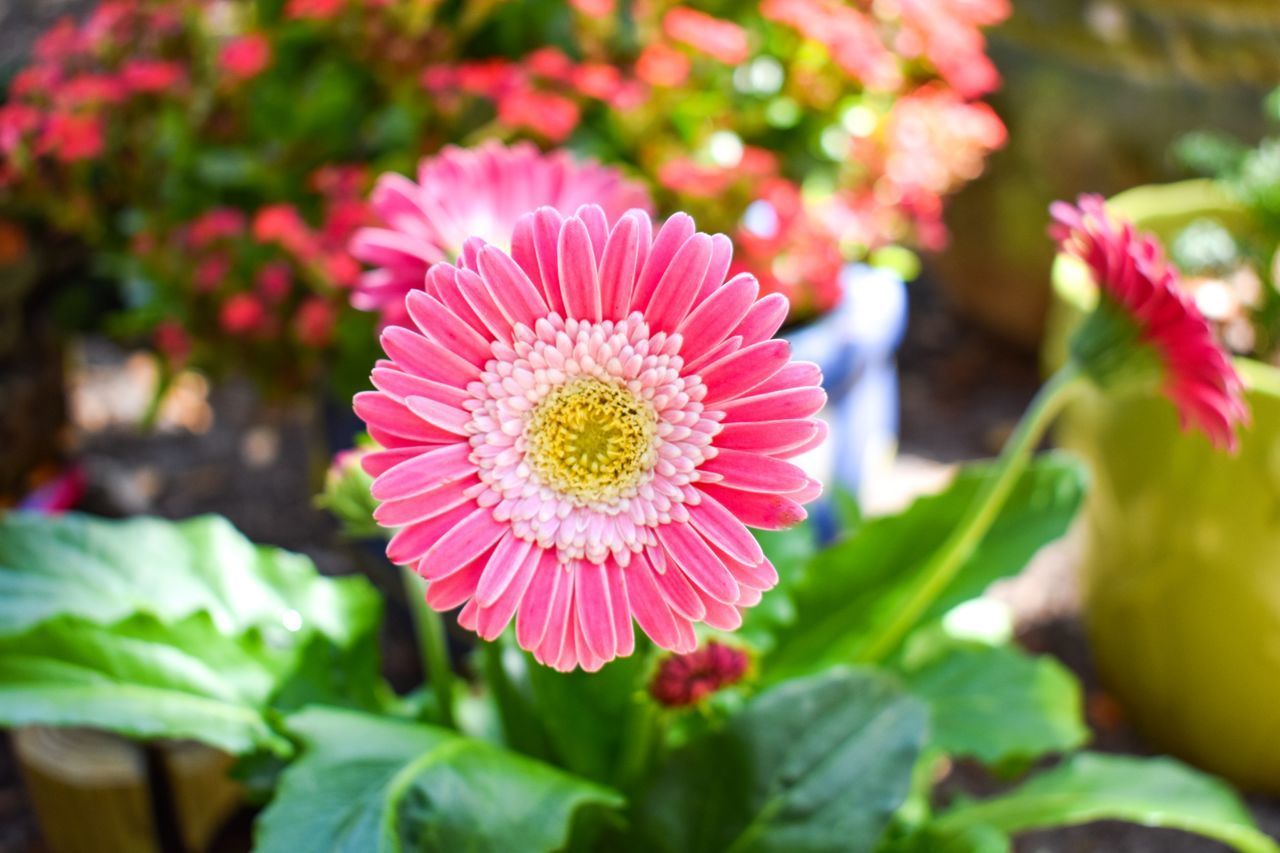 CLOSE-UP OF PINK FLOWER AND PLANTS